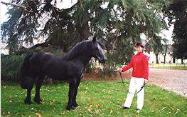 Le Haras National de Tarbes